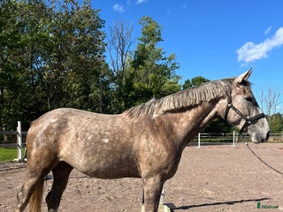 hästar i Norrköping - Annons 1