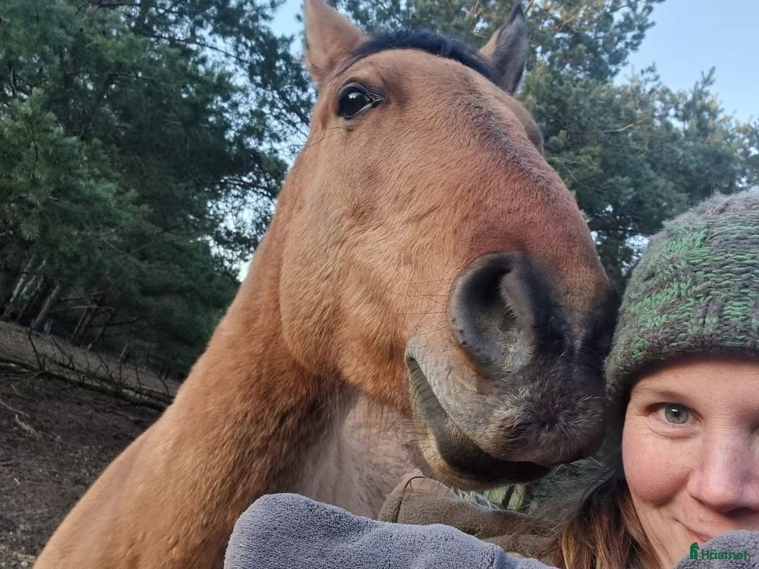  foderhäst finnes: Delfodervärd sökes i Ljungbyhed - Annons 3