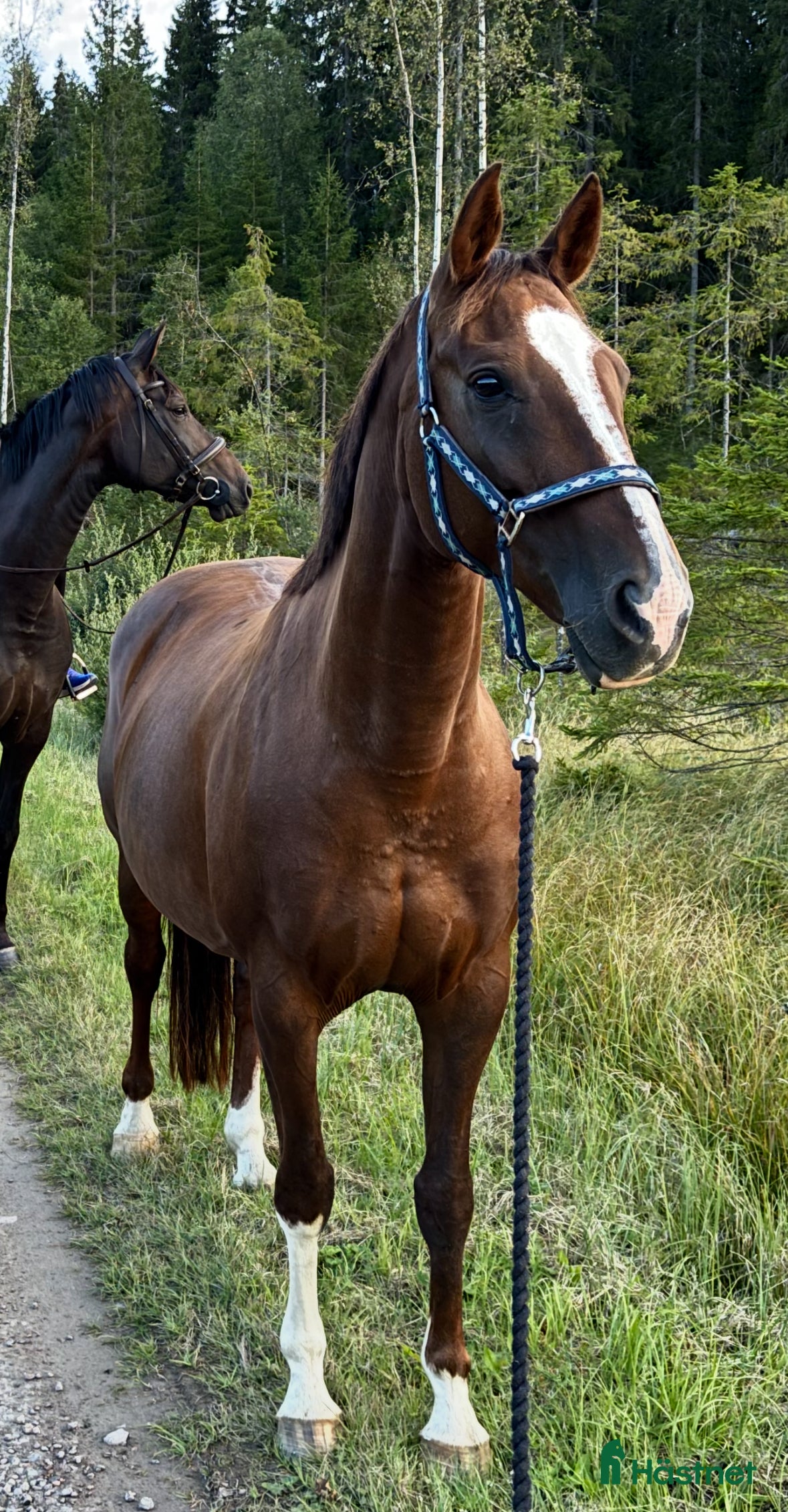  hästar Sto e: Total Hope till avel/promenad - Annons 14