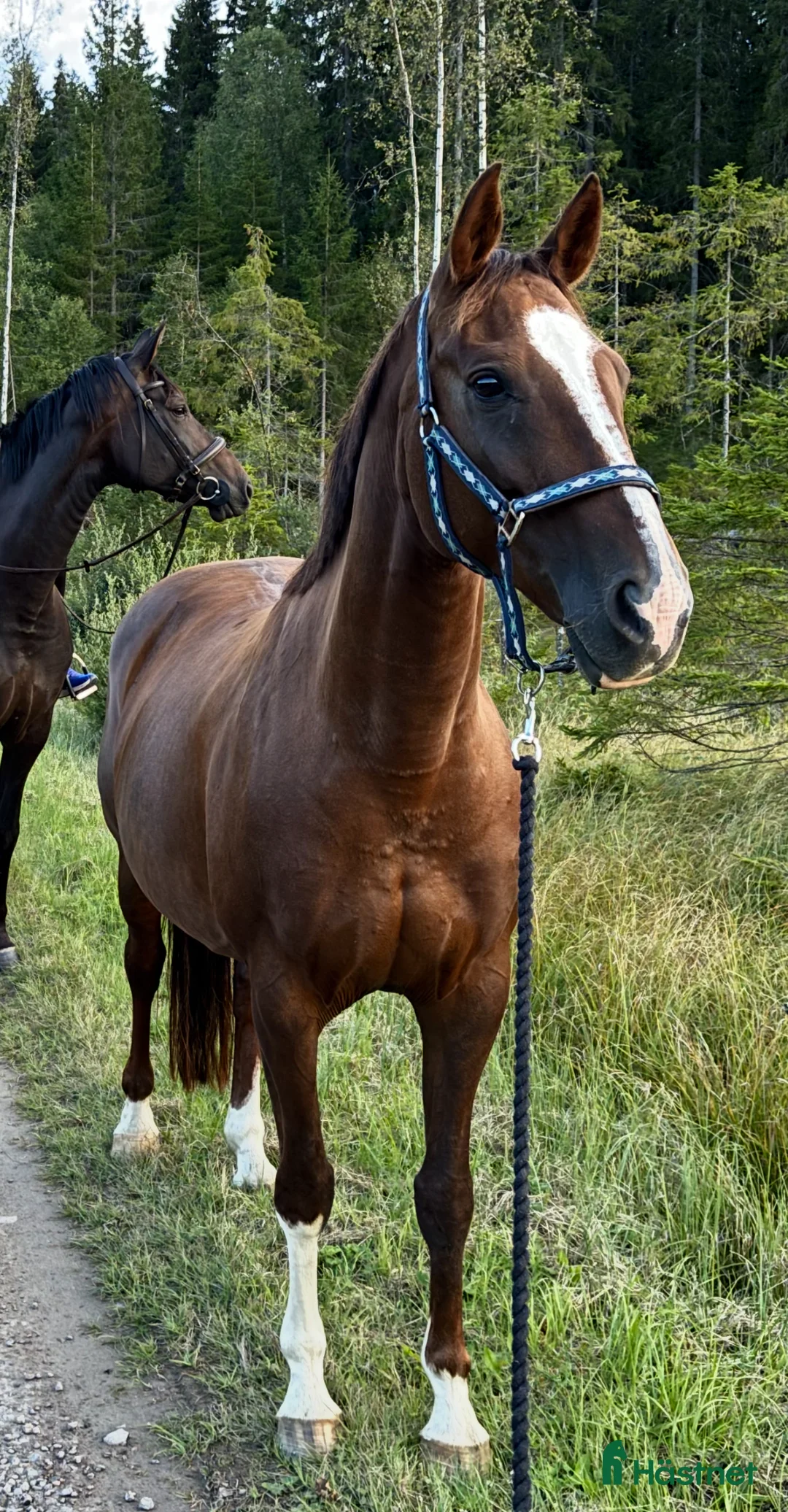 Avelshästar hästar till salu: Sto e: Total Hope till avel/promenad - Annons 1