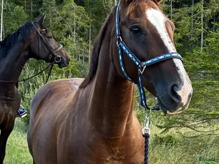 hästar Sto e: Total Hope till avel/promenad - Annons 1