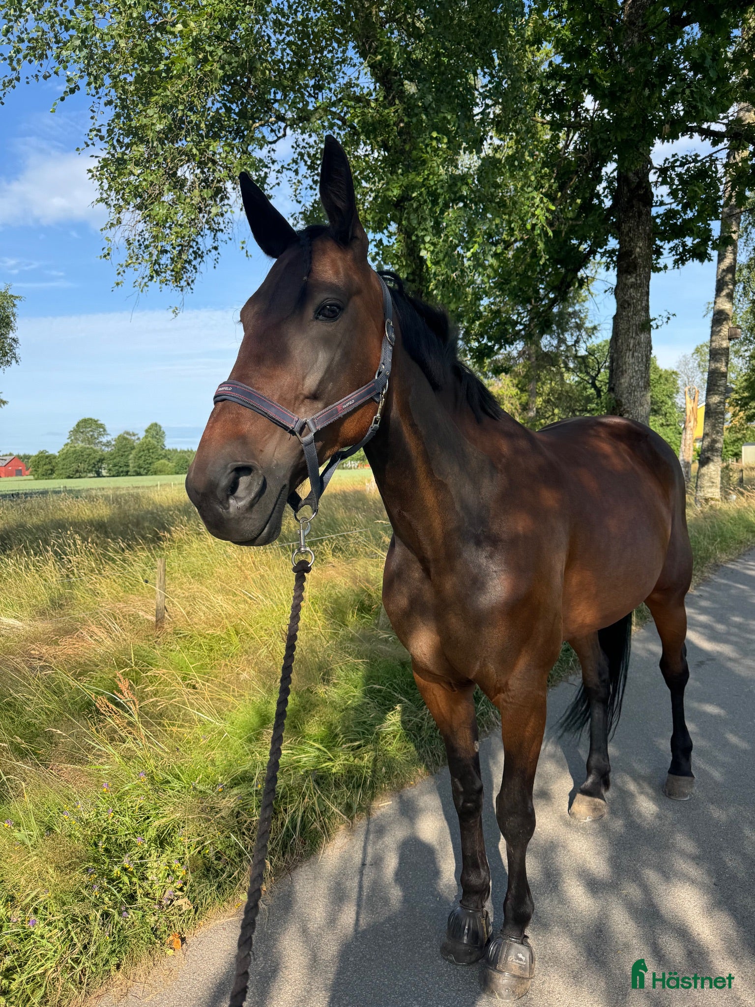  hästar Varmblodsto söker rätt hem❤️ - Annons 15