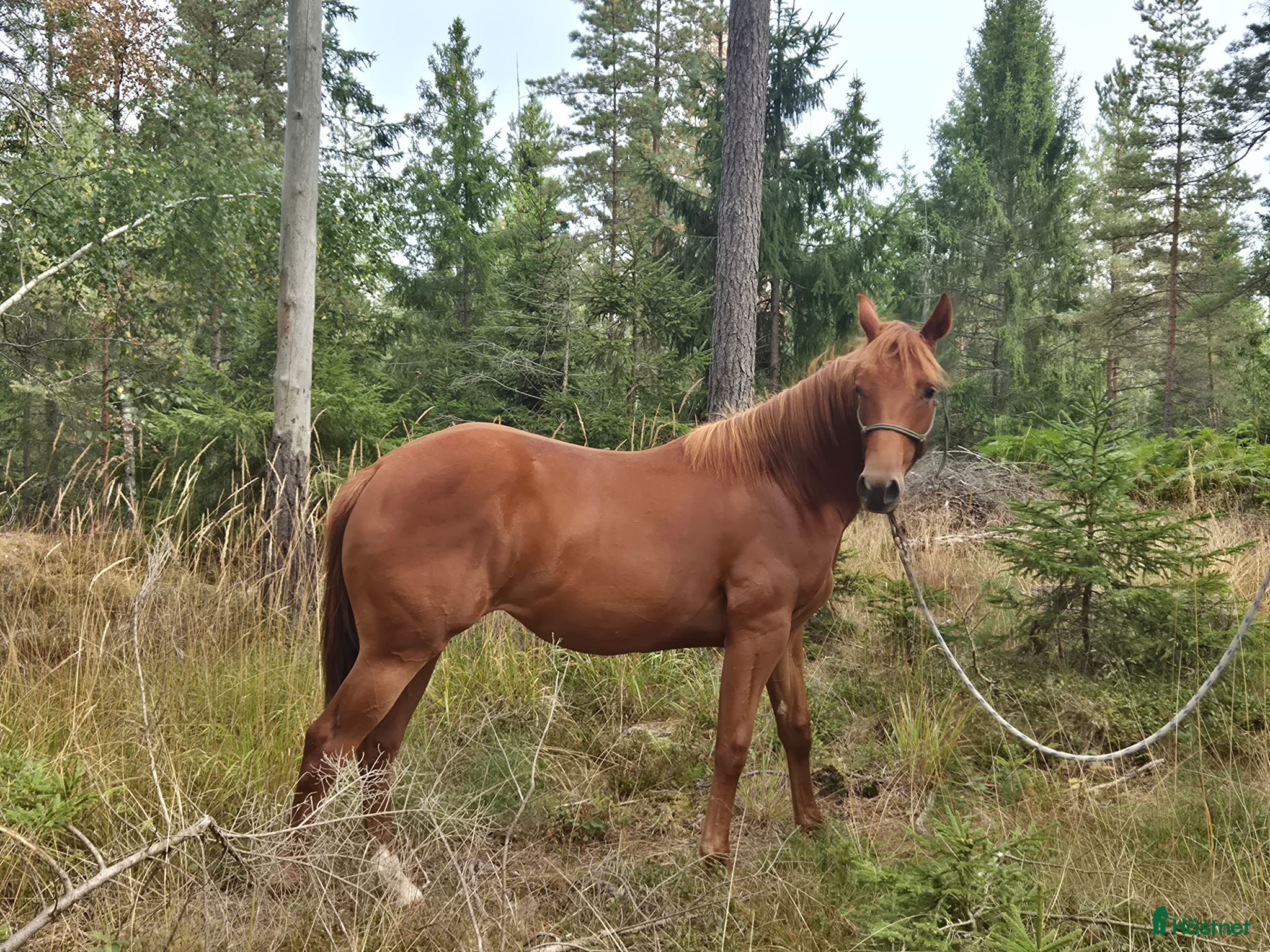  hästar Coolt 1 års sto - Annons 2