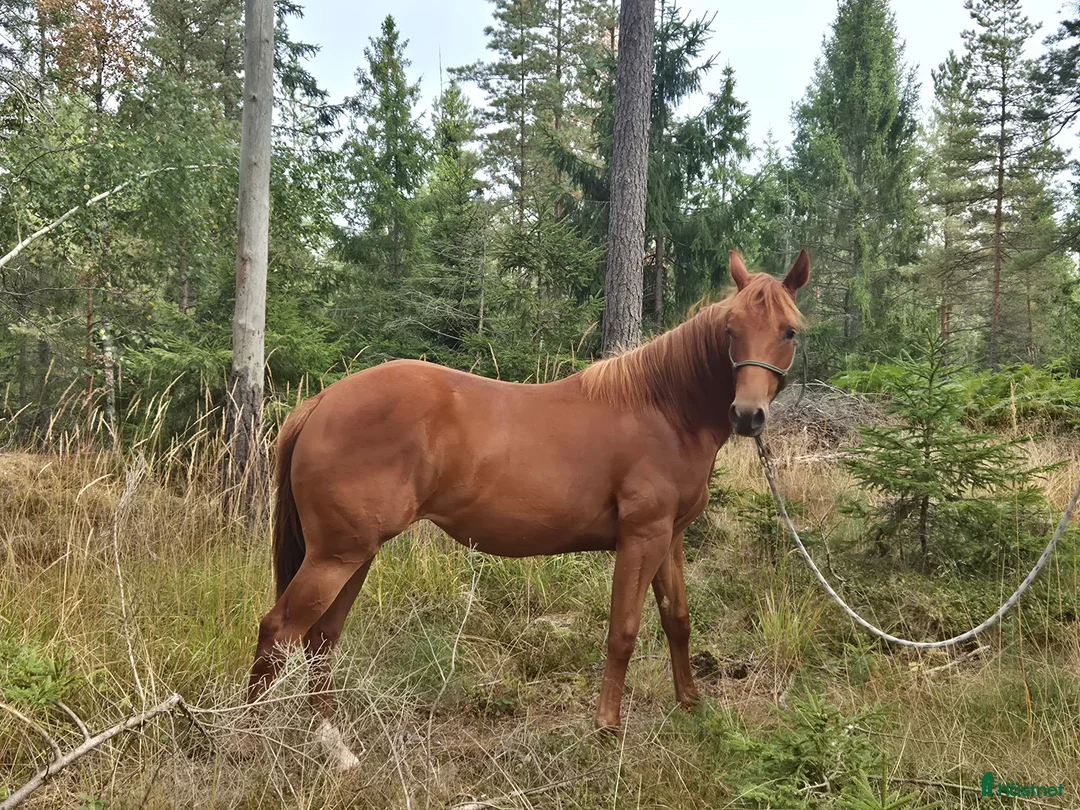 Western hästar till salu: Coolt 1 års sto i Tystberga - Annons 2