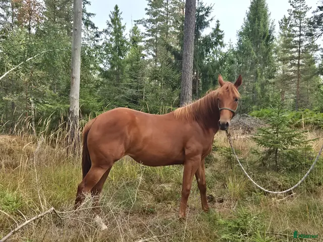 hästar till salu: Coolt quarter sto 1 år - Annons 2