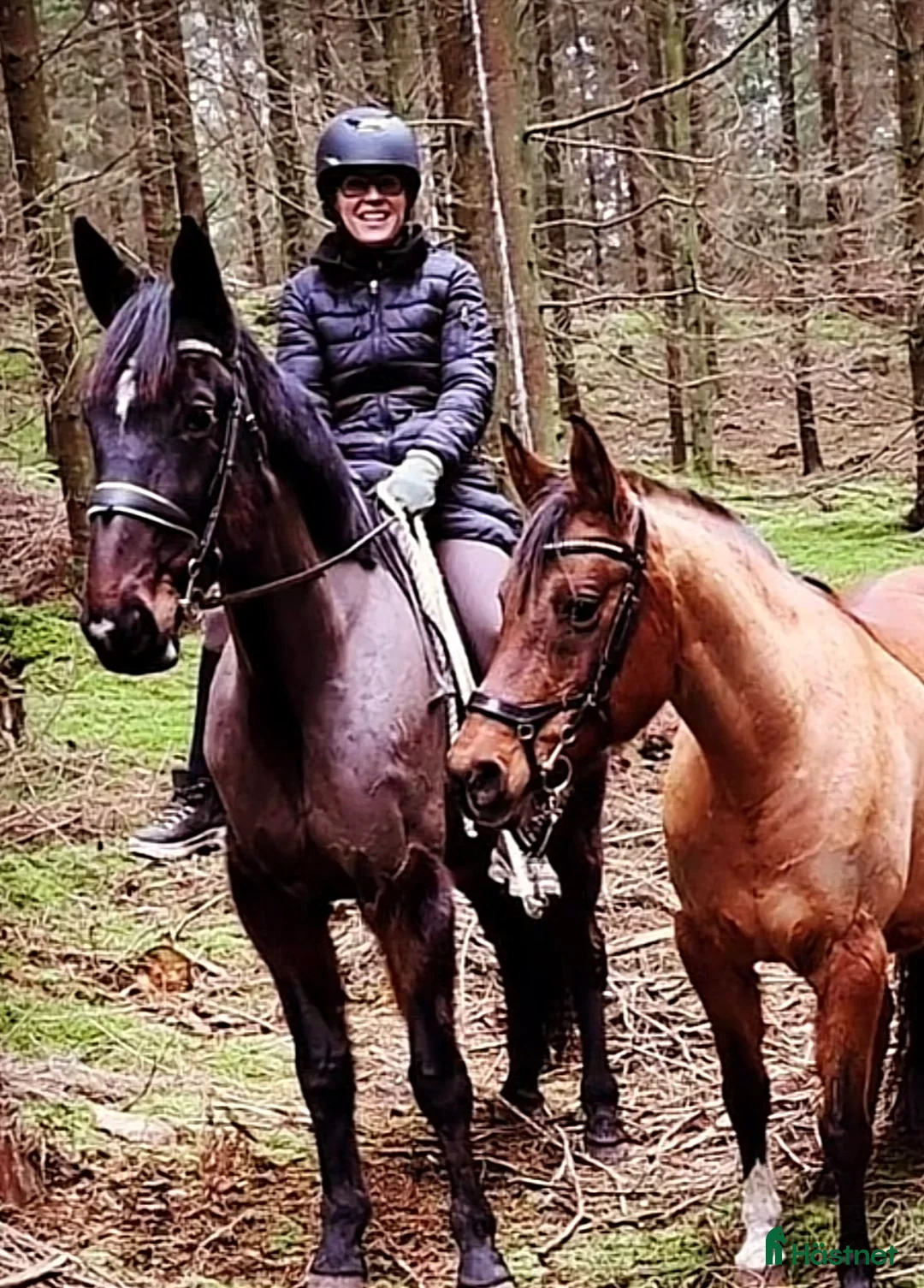 Allround hästar till salu: Hästen med ett hjärta av guld💛 i Älmhult - Annons 1