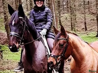 Allround hästar till salu: Hästen med ett hjärta av guld💛 i Älmhult - Annons 1