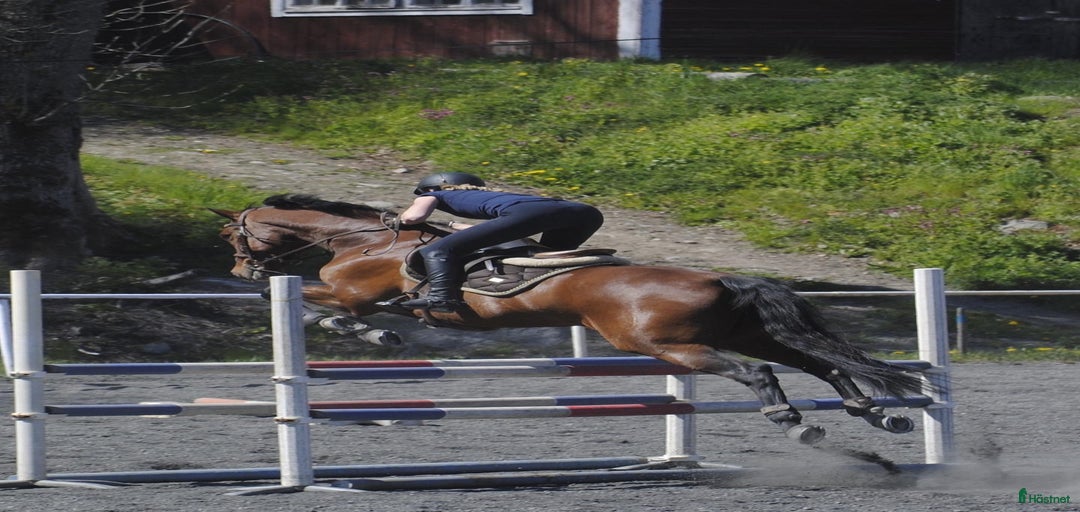 Galleribild {{count}}