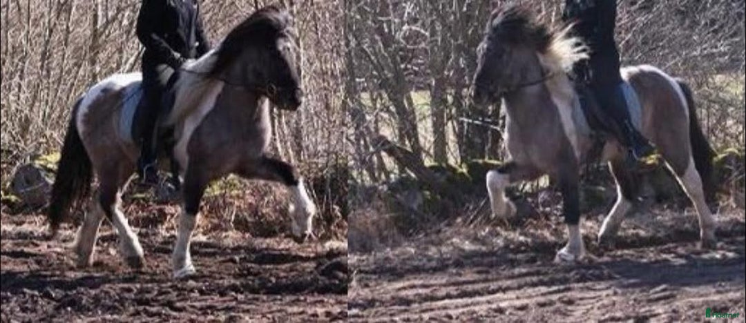  medryttarhäst sökes: Medryttare sökes till islandshäst , Öland i Färjestaden - Annons 1
