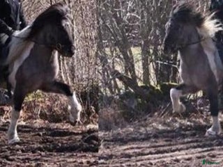 medryttarhäst sökes: Medryttare sökes till islandshäst , Öland i Färjestaden - Annons 1