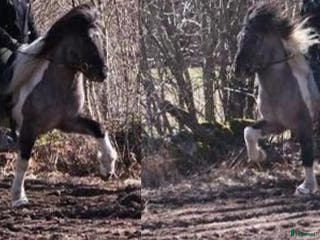medryttarhäst sökes: Medryttare sökes till islandshäst , Öland i Färjestaden - Annons 22