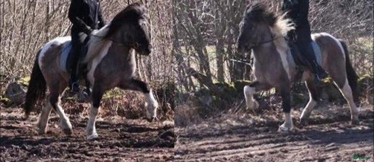 medryttarhäst sökes i Färjestaden - Annons 19
