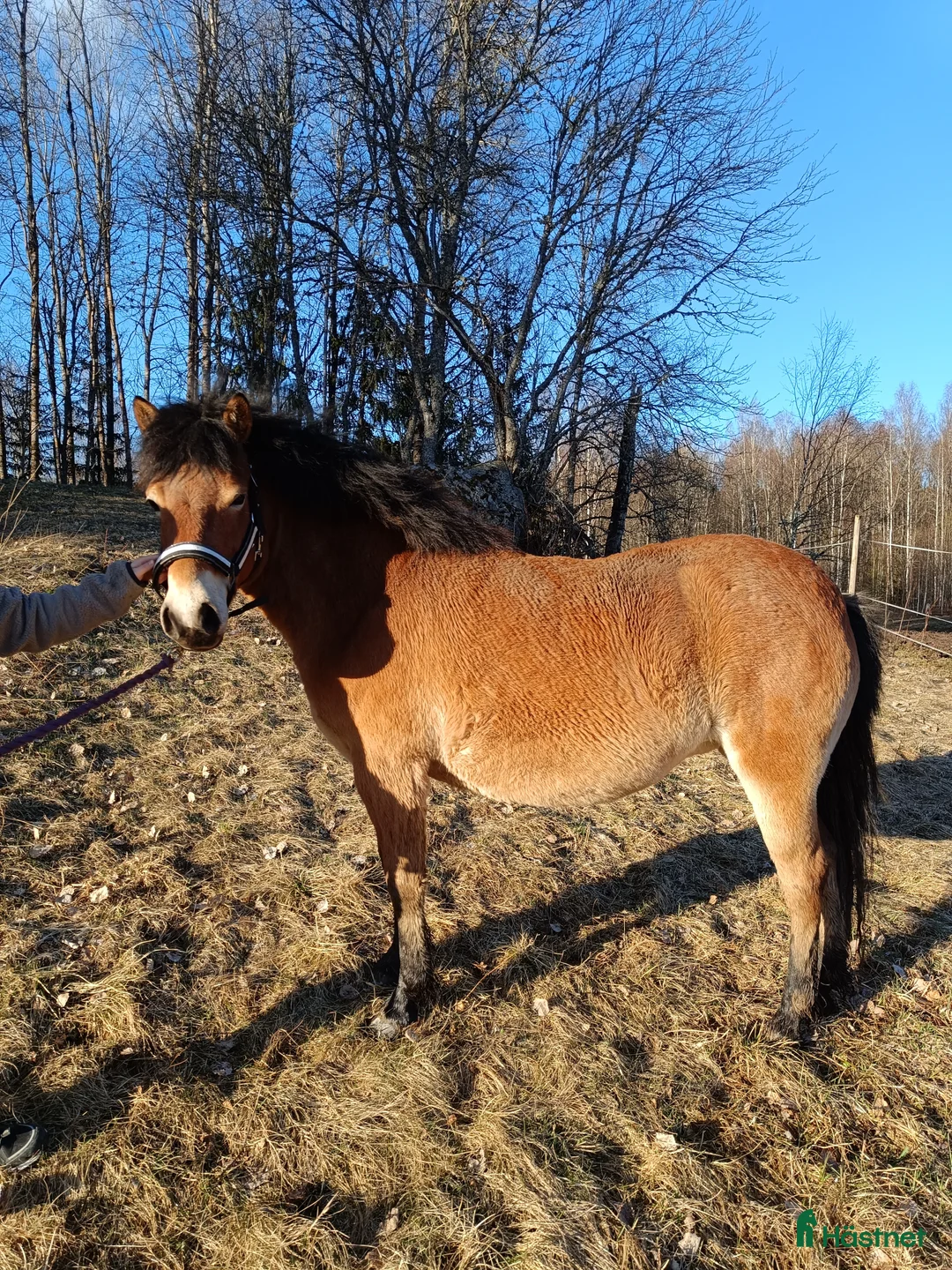 Allround hästar till salu: Trevligt russto  - Annons 2
