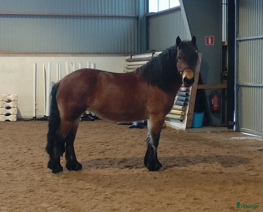 Allround hästar till salu: Fantastiskt allroundhäst  i Töreboda - Annons 4