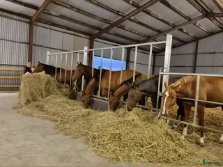 stallplats Lösdrift - Annons 2
