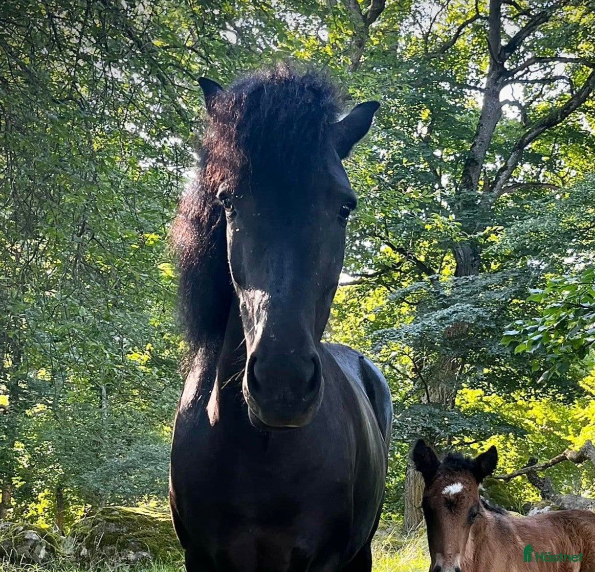 hästar 5-årigt inridet sto i Strömsholm - Annons 3