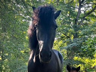 hästar 5-årigt inridet sto i Strömsholm - Annons 2
