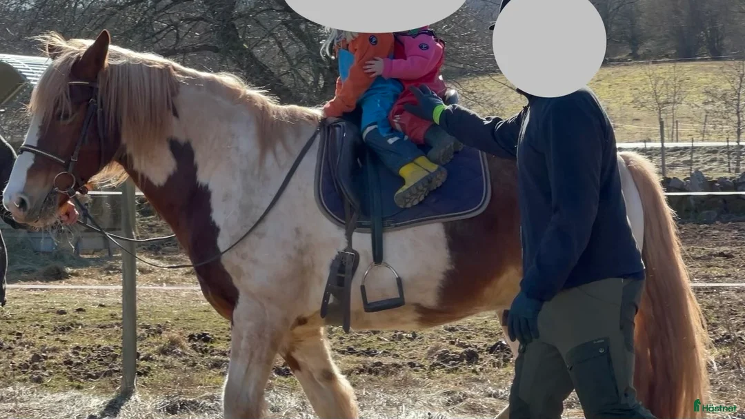 Sällskap hästar sökes: Ponny lämplig för barnbarn  - Annons 2