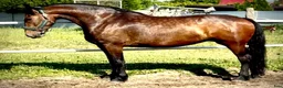 Allround hästar till salu: Top Quality and  Pleasant 8 yo mare-Salwinia  - Annons 6