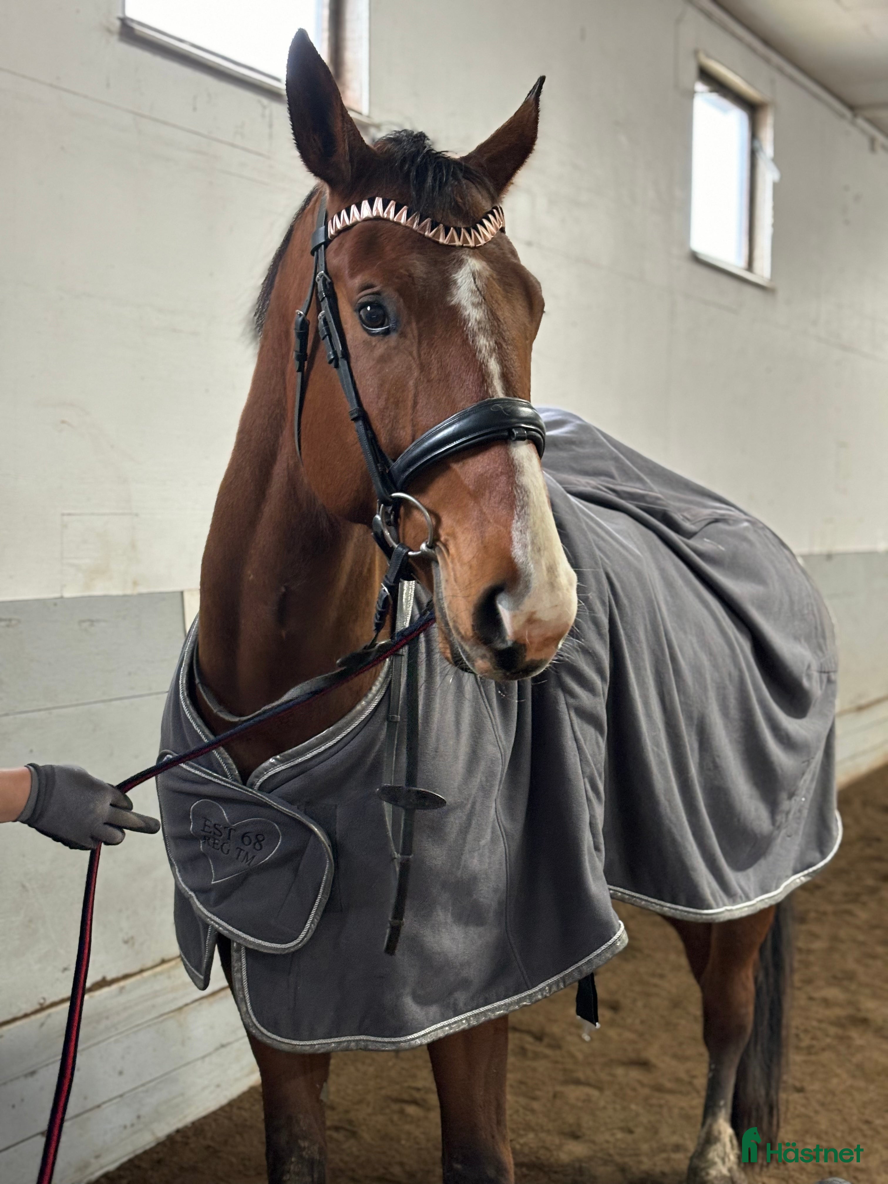  hästar En fin charmör!  - Annons 8