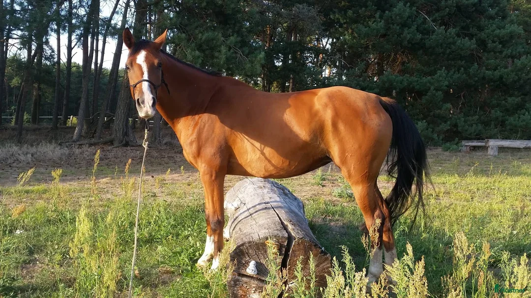 Övrigt hästar till salu: Söt tjej - Annons 4