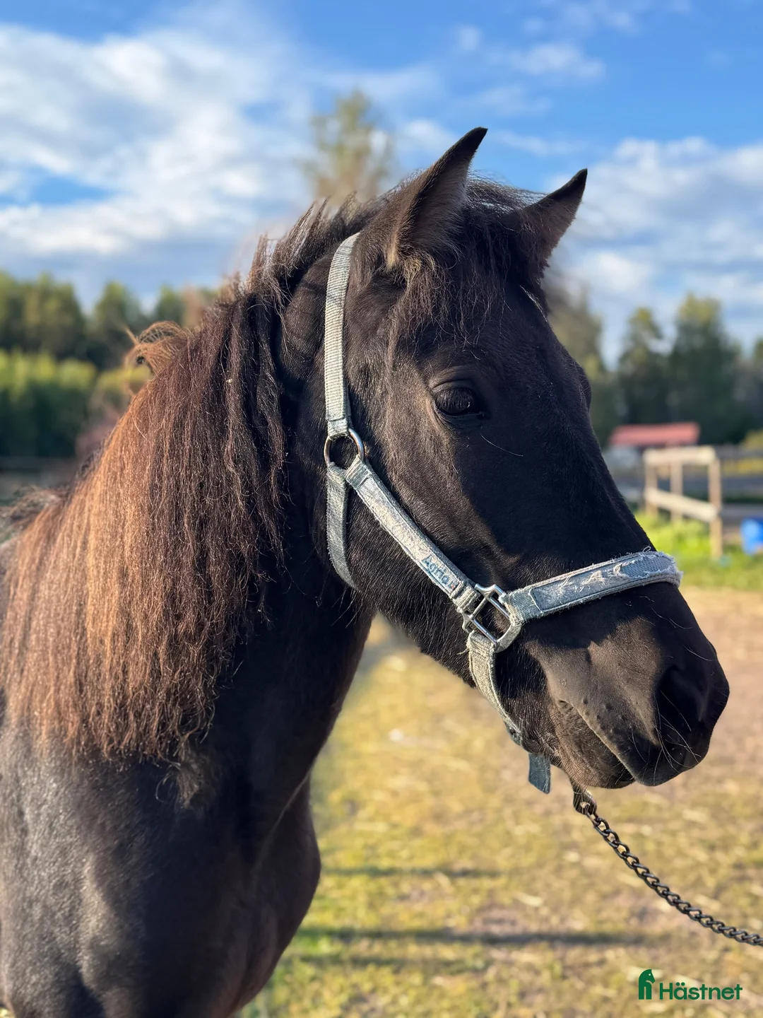 Island hästar till salu: Flott spänstig valack  - Annons 1