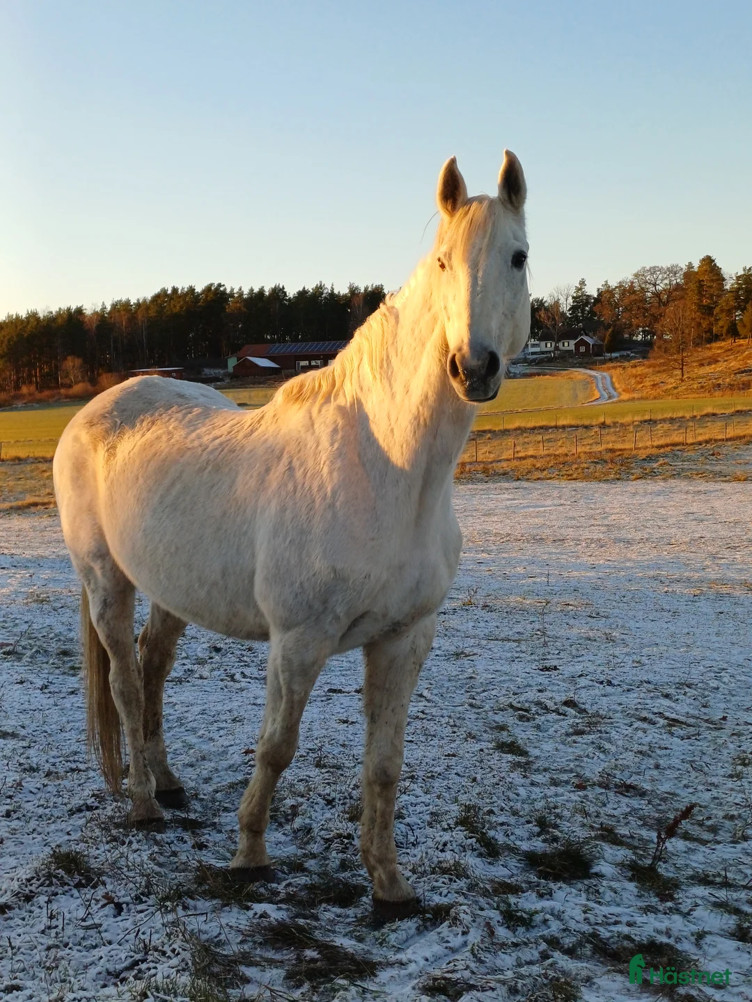 Allround hästar till salu: Speciell kille söker ny människokompis  i Vikbolandet - Annons 1