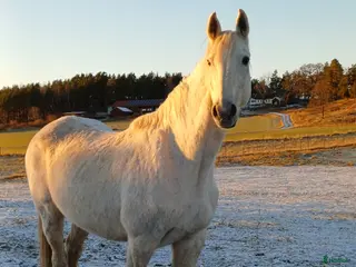 hästar Speciell kille söker ny människokompis i Vikbolandet - Annons 15
