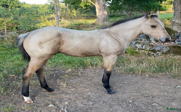  hästar DC Slidin On Sparks i Sävsjö - Annons 16