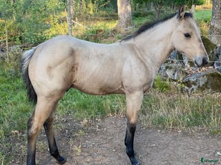 hästar DC Slidin On Sparks i Sävsjö - Annons 14