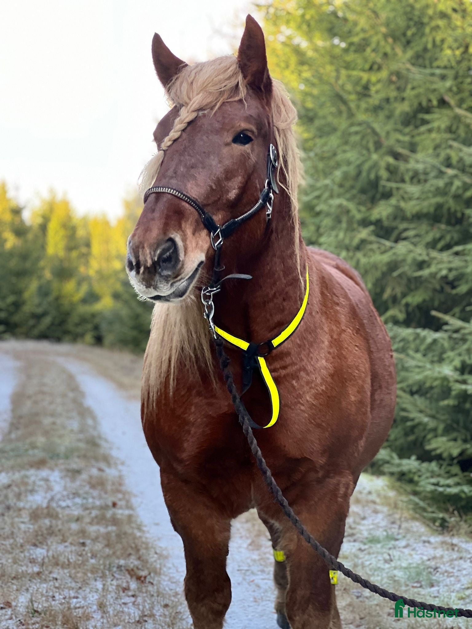  foderhäst Fodervärd sökes till vår underbara ardenner i Perstorp - Annons 15
