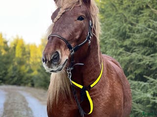 foderhäst Fodervärd sökes till vår underbara ardenner i Perstorp - Annons 15