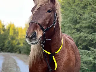 foderhäst Fodervärd sökes till vår underbara ardenner i Perstorp - Annons 12