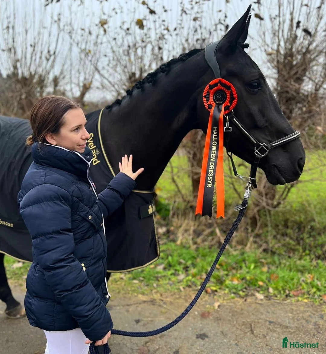 Allround hästar till salu: Drömsto med personlighet  - Annons 7