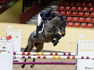 hästjobb ✨ Utbildning, försäljning, tävling ✨ - Annons 3