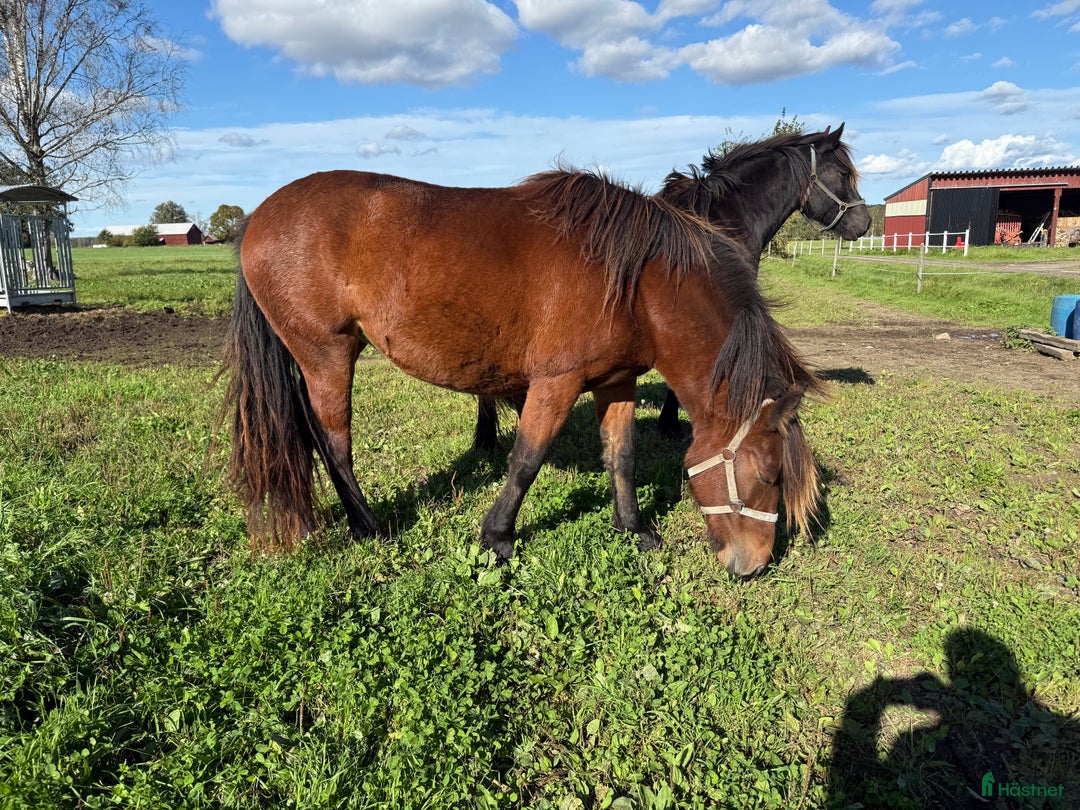 Allround hästar till salu: Inkört kallblod i Borlänge - Annons 3