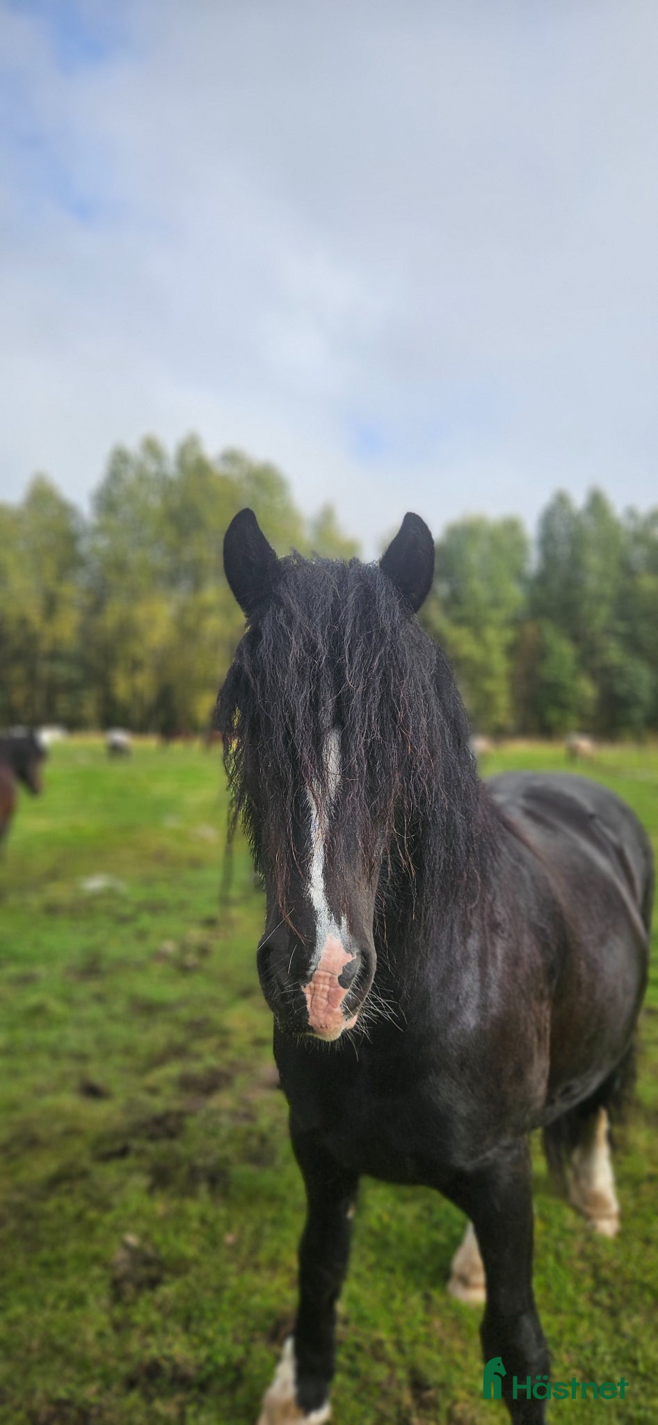  hästar Charmigt bergtroll vill bli privathäsy - Annons 1