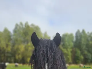 hästar Charmigt bergtroll vill bli privathäsy - Annons 1