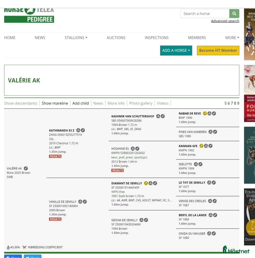 Hoppning hästar till salu: Fin 1 åring , internationell hoppstam - Annons 4