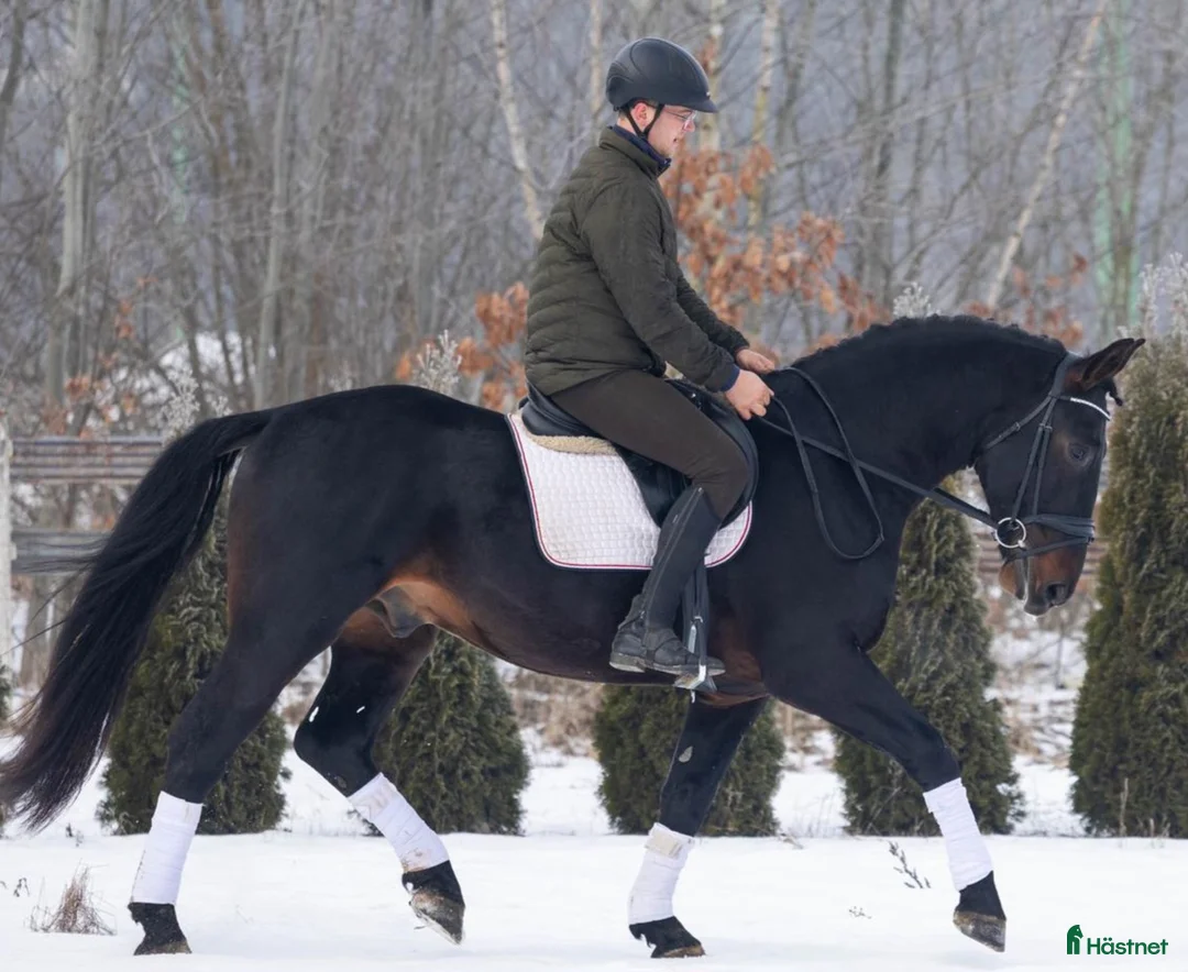 Allround hästar till salu: Exceptional Silesian - Quality & Top Potential  - Annons 6