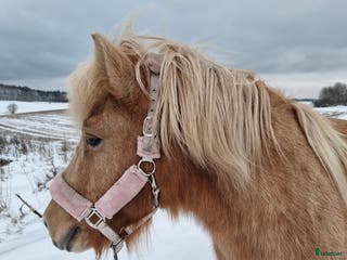 hästar Äldre sto till skogsmulle/sällskap - Annons 2
