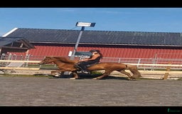 Island hästar till salu: 3 islandsston av hög kvalitet säljes pga flytt  i Fjärås - Annons 1