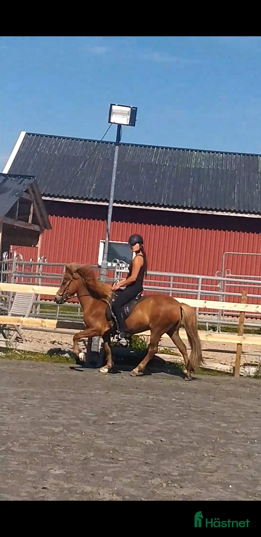 Island hästar till salu: 3 islandsston av hög kvalitet säljes pga flytt  i Fjärås - Annons 1