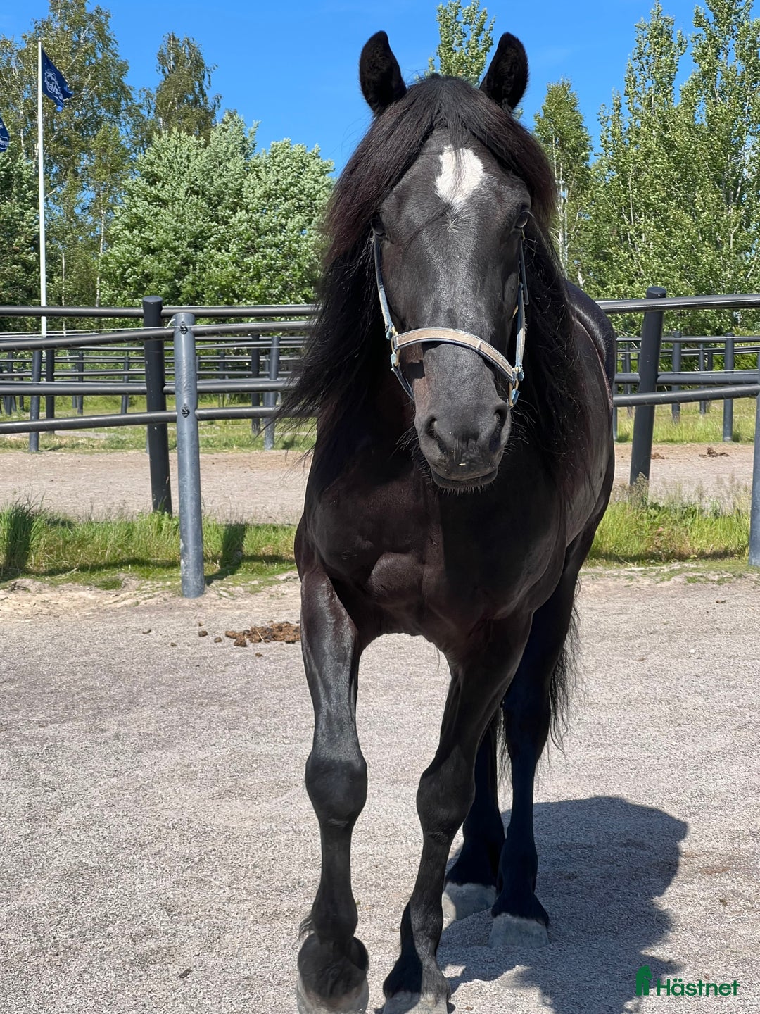 Övrigt hästar till salu: Fin kallblodsvalack i Åmål - Bild 3