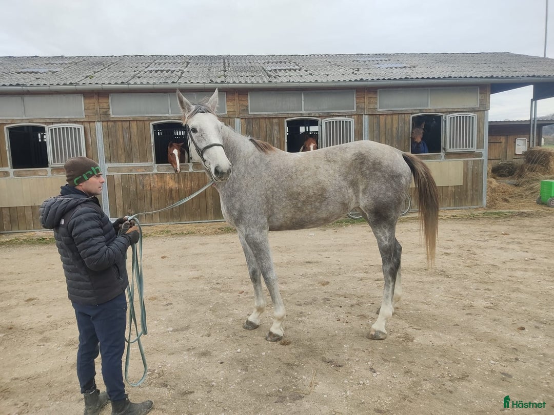 Hoppning hästar till salu: Fantastiskt Potential i Värmdö - Annons 2