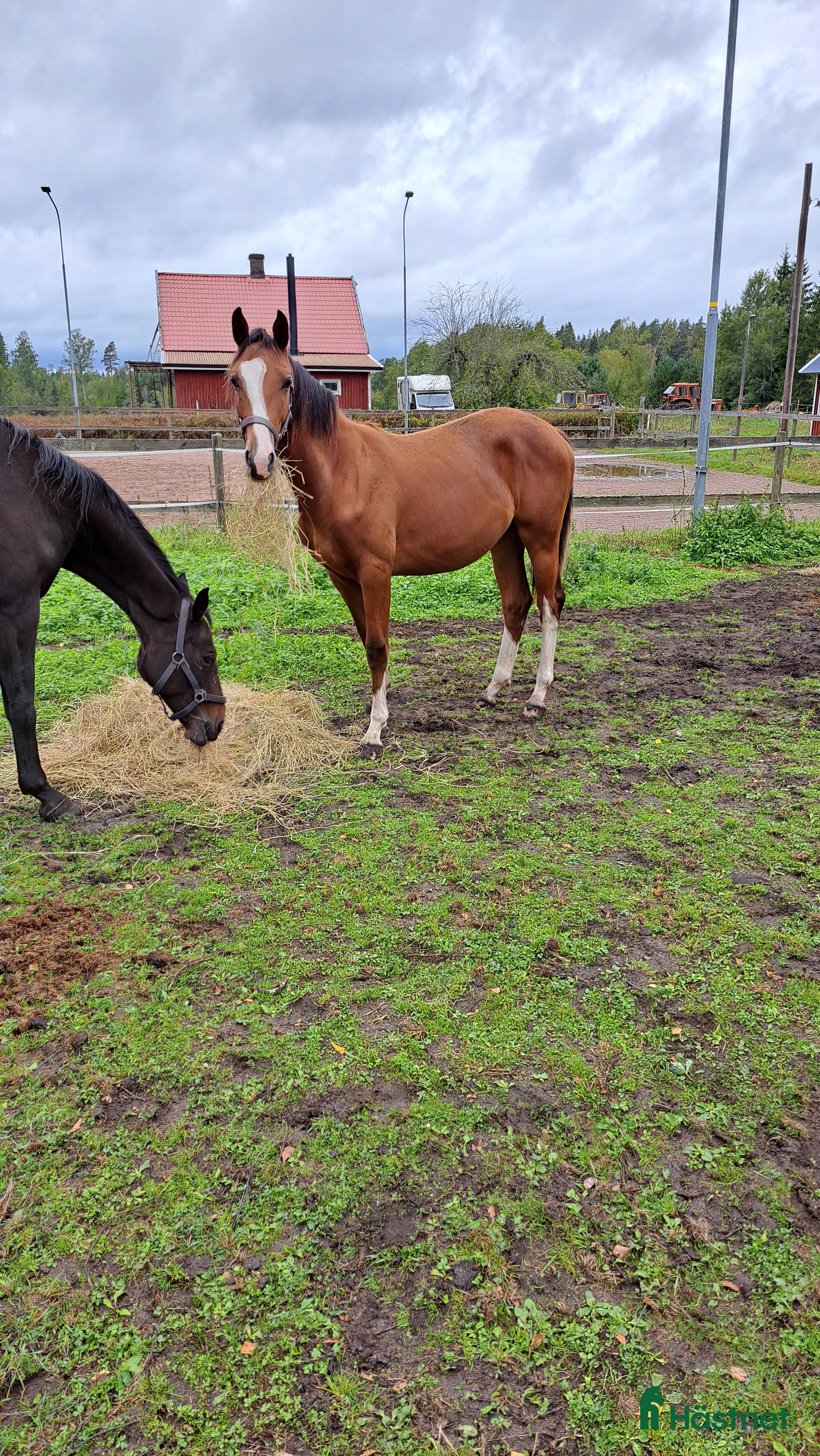  hästar Charmig och elegant 1-års hingst. i Mariestad - Annons 6