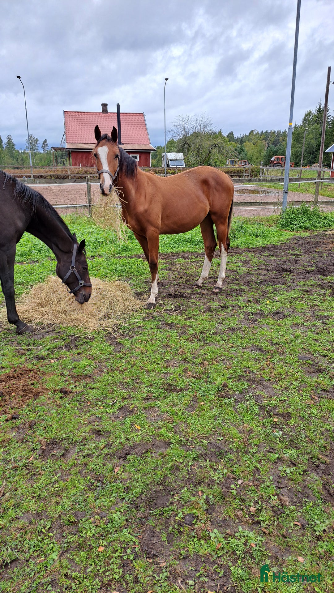 Dressyr hästar till salu: Charmig och elegant 1-års hingst. i Mariestad - Annons 1