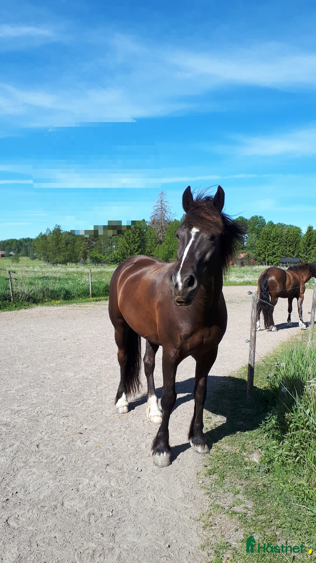 Allround hästar till salu: Lella söker nya äventyr som skogsmulle//Avel  i Säffle - Annons 3