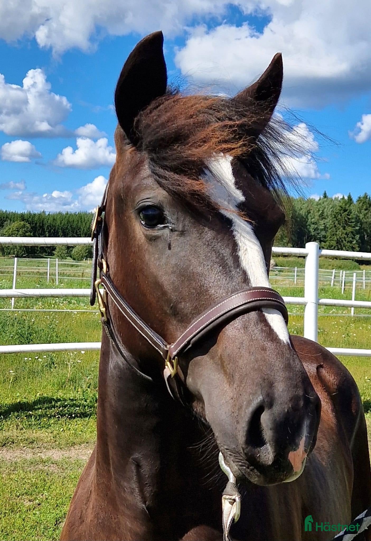  hästar Mkt välstammat 3-års sto. - Annons 3