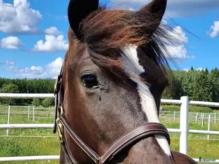 hästar Mkt välstammat 3-års sto. - Annons 3